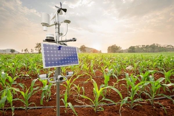 Bodem- en weersensoren met zonnepaneel tussen jonge maïsplanten